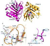 Graphical abstract: Cisplatin binding to β-lactoglobulin: a structural study