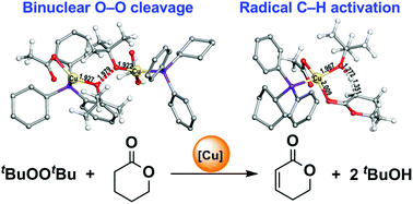 Graphical abstract: Unexpected binuclear O–O cleavage and radical C–H activation mechanism for Cu-catalyzed desaturation of lactone