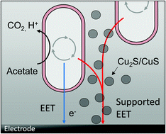 Graphical abstract: Copper-bottomed: electrochemically active bacteria exploit conductive sulphide networks for enhanced electrogeneity