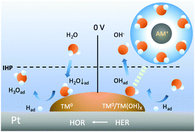 Graphical abstract: Interfacial water shuffling the intermediates of hydrogen oxidation and evolution reactions in aqueous media