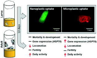 Graphical abstract: Polystyrene micro- and nanoplastics affect locomotion and daily activity of Drosophila melanogaster