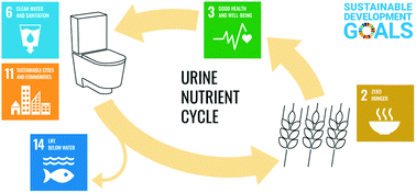 Graphical abstract: The potential contribution of urine source separation to the SDG agenda – a review of the progress so far and future development options