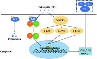 Graphical abstract: Macrophage-stimulating activity of European eel (Anguilla anguilla) peptides in RAW264.7 cells mediated via NF-κB and MAPK signaling pathways