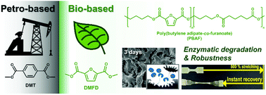 Graphical abstract: Remarkable elasticity and enzymatic degradation of bio-based poly(butylene adipate-co-furanoate): replacing terephthalate