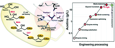 Graphical abstract: Metabolic engineering of Escherichia coli for production of non-natural acetins from glycerol