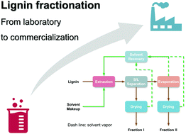 Graphical abstract: Lignin fractionation from laboratory to commercialization: chemistry, scalability and techno-economic analysis
