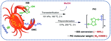 Graphical abstract: Synthesis of bio-based polycarbonate via one-step melt polycondensation of isosorbide and dimethyl carbonate by dual site-functionalized ionic liquid catalysts