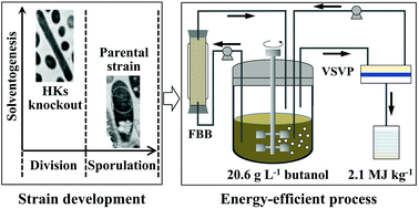 Graphical abstract: Energy-efficient butanol production by Clostridium acetobutylicum with histidine kinase knockouts to improve strain tolerance and process robustness