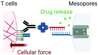 Graphical abstract: T cell force-responsive delivery of anticancer drugs using mesoporous silica microparticles