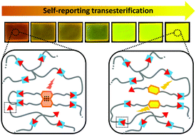Graphical abstract: Folding fluorescent probes for self-reporting transesterification in dynamic polymer networks