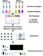 Graphical abstract: Quantitative proteomic analysis of MDCK cell adhesion
