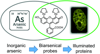 Graphical abstract: Biarsenical fluorescent probes for multifunctional site-specific modification of proteins applicable in life sciences: an overview and future outlook