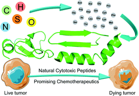 Graphical abstract: Cytotoxic and antitumor peptides as novel chemotherapeutics