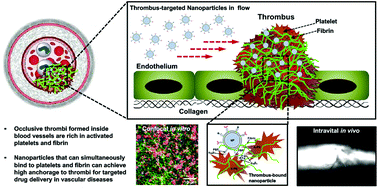 Graphical abstract: Combination targeting of ‘platelets + fibrin’ enhances clot anchorage efficiency of nanoparticles for vascular drug delivery