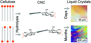 Graphical abstract: Patience is a virtue: self-assembly and physico-chemical properties of cellulose nanocrystal allomorphs