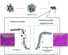 Graphical abstract: Se@Albumin nanoparticles ameliorate intestinal mucositis caused by cisplatin via gut microbiota-targeted regulation