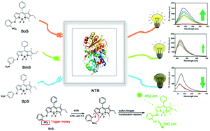 Graphical abstract: Rational design of fluorescent probes for targeted in vivo nitroreductase visualization