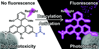 Graphical abstract: Asymmetric bismuth-rhodamines as an activatable fluorogenic photosensitizer
