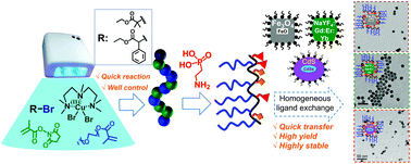 Graphical abstract: Photo-induced copper mediated copolymerization of activated-ester methacrylate polymers and their use as reactive precursors to prepare multi-dentate ligands for the water transfer of inorganic nanoparticles