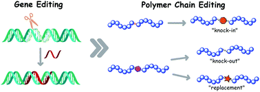 Graphical abstract: Polymer chain editing: functionality “knock-in”, “knock-out” and replacement via cross metathesis reaction and thiol-Michael addition