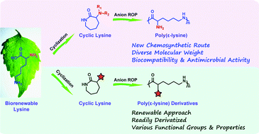 Graphical abstract: Poly(ε-lysine) and its derivatives via ring-opening polymerization of biorenewable cyclic lysine