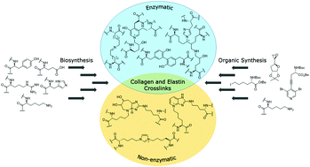 Graphical abstract: Enzymatic and non-enzymatic crosslinks found in collagen and elastin and their chemical synthesis