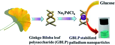 Graphical abstract: Ginkgo biloba leaf polysaccharide stabilized palladium nanoparticles with enhanced peroxidase-like property for the colorimetric detection of glucose
