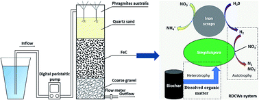 Graphical abstract: The contributions and mechanisms of iron-microbes-biochar in constructed wetlands for nitrate removal from low carbon/nitrogen ratio wastewater