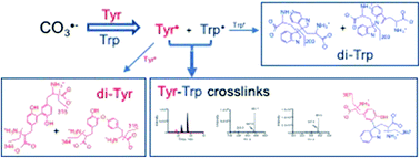 Graphical abstract: Formation and characterization of crosslinks, including Tyr–Trp species, on one electron oxidation of free Tyr and Trp residues by carbonate radical anion