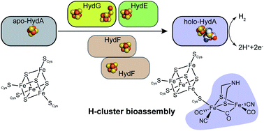 Graphical abstract: Biosynthesis of the catalytic H-cluster of [FeFe] hydrogenase: the roles of the Fe–S maturase proteins HydE, HydF, and HydG