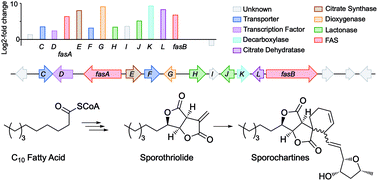 Graphical abstract: The sporothriolides. A new biosynthetic family of fungal secondary metabolites