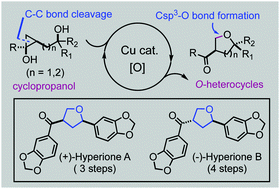 Graphical abstract: Cu-catalyzed hydroxycyclopropanol ring-opening cyclization to tetrahydrofurans and tetrahydropyrans: short total syntheses of hyperiones