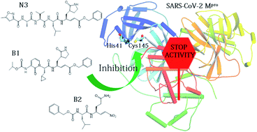 Graphical abstract: Mechanism of inhibition of SARS-CoV-2 Mpro by N3 peptidyl Michael acceptor explained by QM/MM simulations and design of new derivatives with tunable chemical reactivity