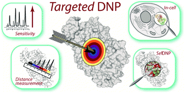 Graphical abstract: Targeted DNP for biomolecular solid-state NMR