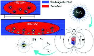 Graphical abstract: Formation and manipulation of ferrofluid droplets with magnetic fields in a microdevice: a numerical parametric study