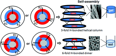 Graphical abstract: The effect of amide bond orientation and symmetry on the self-assembly and gelation of discotic tripeptides