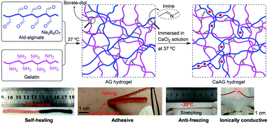 Graphical abstract: Role of a high calcium ion content in extending the properties of alginate dual-crosslinked hydrogels