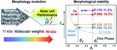 Graphical abstract: Morphology evolution with polymer chain propagation and its impacts on device performance and stability of non-fullerene solar cells