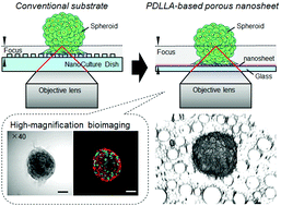 Graphical abstract: Ultra-thin, transparent, porous substrates as 3D culture scaffolds for engineering ASC spheroids for high-magnification imaging
