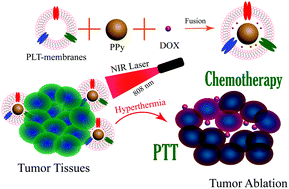 Graphical abstract: Platelet membrane-coated nanoparticles for targeted drug delivery and local chemo-photothermal therapy of orthotopic hepatocellular carcinoma