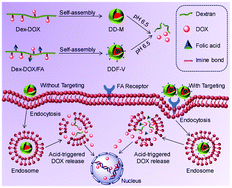 Graphical abstract: Morphology tunable and acid-sensitive dextran–doxorubicin conjugate assemblies for targeted cancer therapy