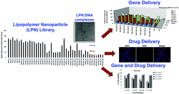 Graphical abstract: A library of aminoglycoside-derived lipopolymer nanoparticles for delivery of small molecules and nucleic acids