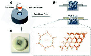 Graphical abstract: Covalent organic framework membrane for size selective release of small molecules and peptide in vitro