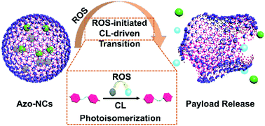 Graphical abstract: ROS-initiated chemiluminescence-driven payload release from macrocycle-based Azo-containing polymer nanocapsules
