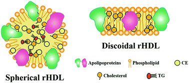 Graphical abstract: Reconstituted high density lipoprotein (rHDL), a versatile drug delivery nanoplatform for tumor targeted therapy