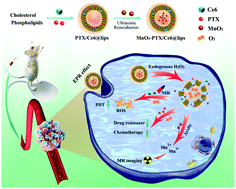 Graphical abstract: Diagnostic and therapeutic nanoenzymes for enhanced chemotherapy and photodynamic therapy