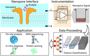 Graphical abstract: Instrumentational implementation for parallelized nanopore electrochemical measurements