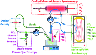 Graphical abstract: Advanced spectroscopic analysis and 15N-isotopic labelling study of nitrate and nitrite reduction to ammonia and nitrous oxide by E. coli