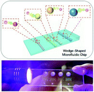 Graphical abstract: Precise and convenient size barcode on microfluidic chip for multiplex biomarker detection