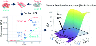 Abstrak grafis: Estimasi resolusi tinggi dari kelimpahan gen relatif dengan PCR regresi rasiometrik kuantitatif (qRR-PCR)